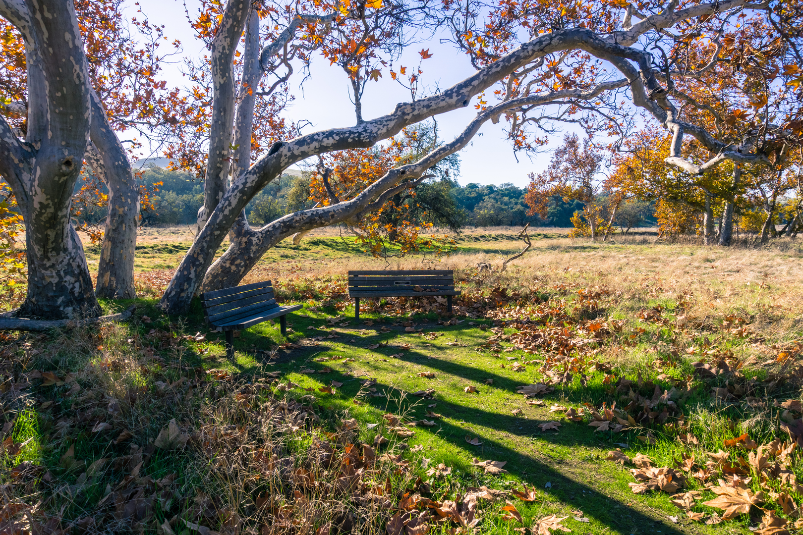 An image depicting the trail Walk along Arroyo Valle - Native Garden and its surrounding area.