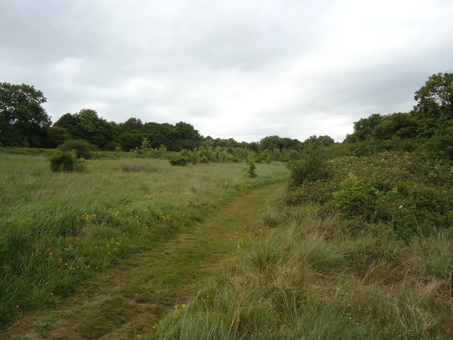 An image depicting the trail North Long Hills and Epping Forest Loop and its surrounding area.