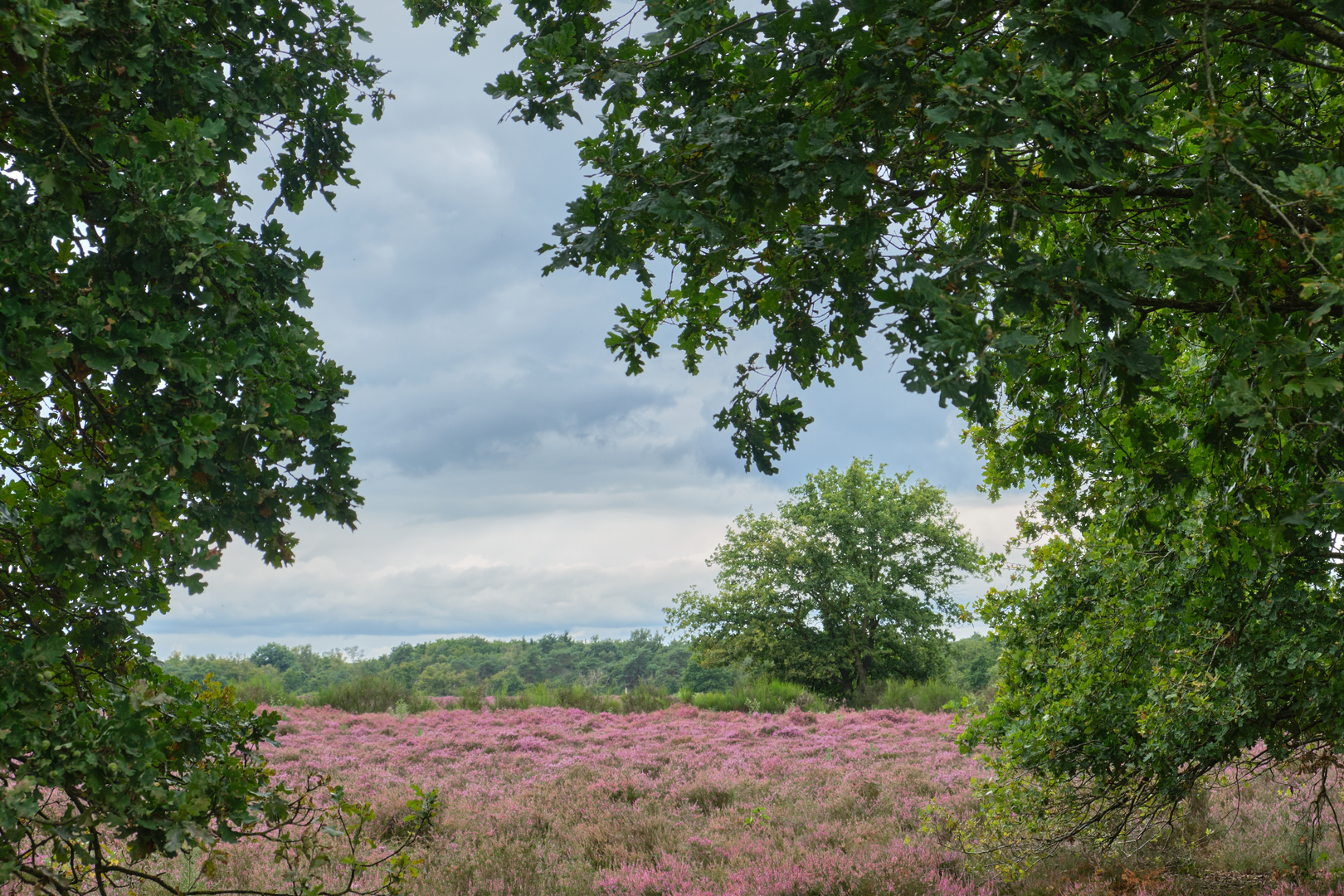 An image depicting the trail Langeveen to Molendijks via Manderheide and Gaswinning Paarden and its surrounding area.