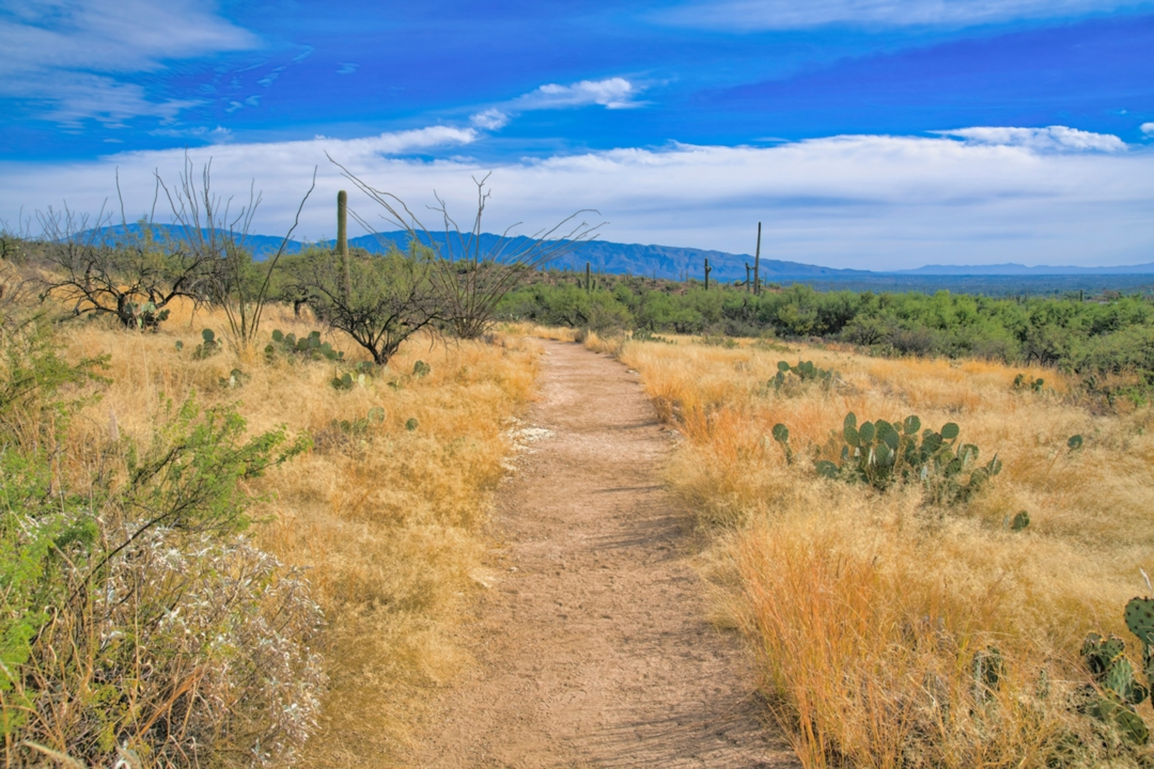 An image depicting the trail Sabino Walkway Trail and its surrounding area.