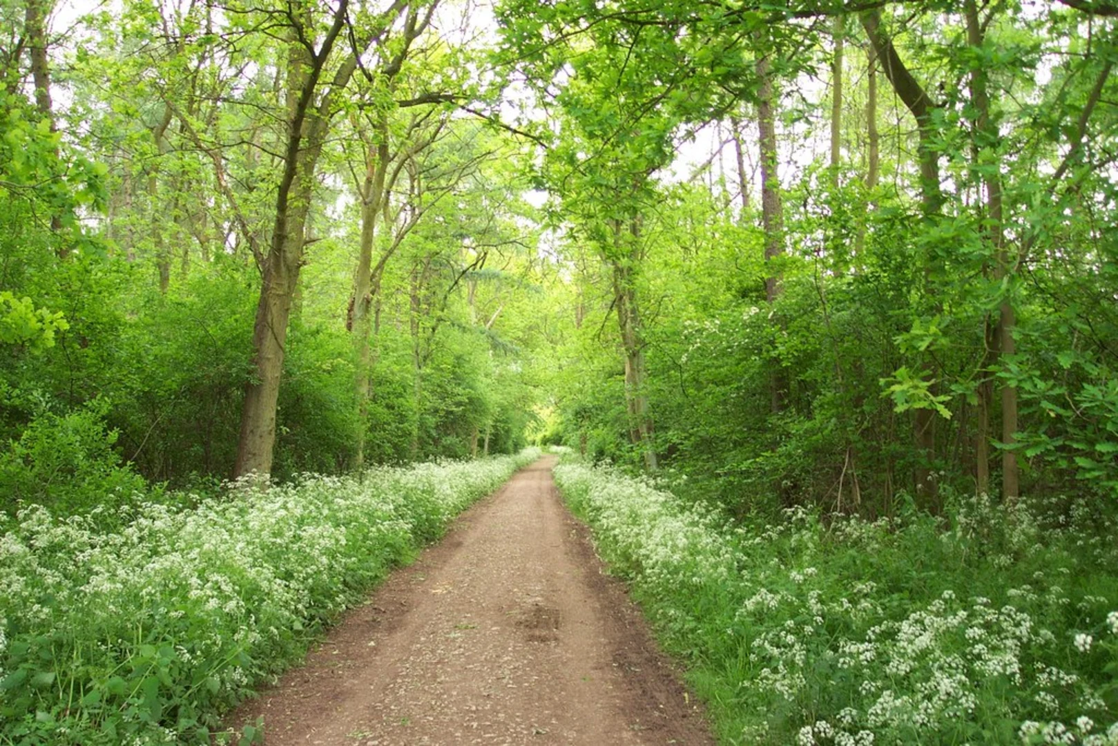 An image depicting the trail Bourne Wood Loop and its surrounding area.