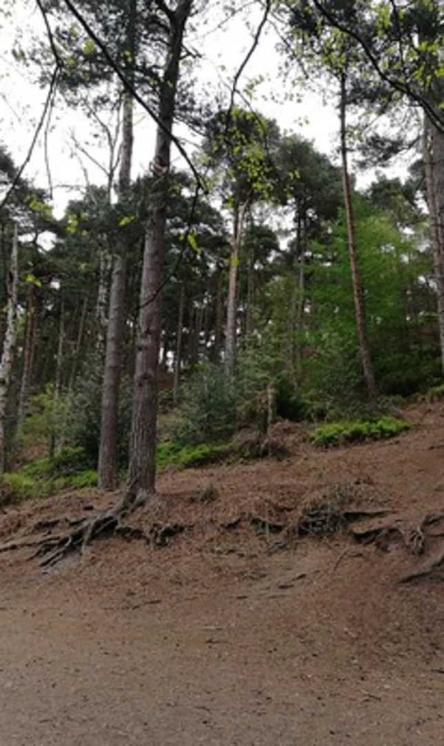 An image depicting the trail Lickey Hills Country Park Walk and its surrounding area.