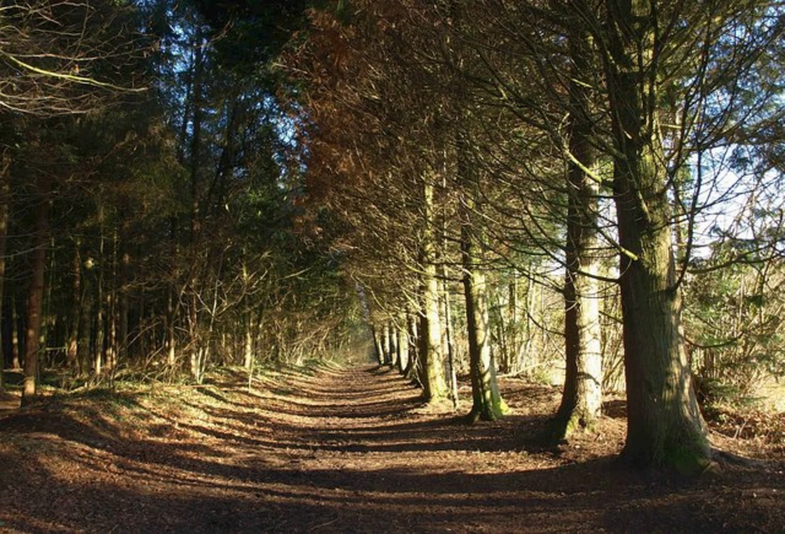 An image depicting the trail Westridge Wood Loop and its surrounding area.