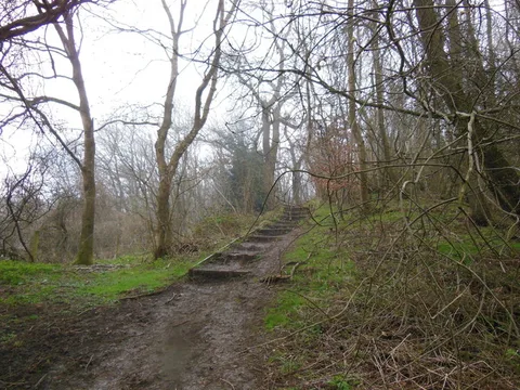 An image depicting the trail Lineover Wood Loop and its surrounding area.