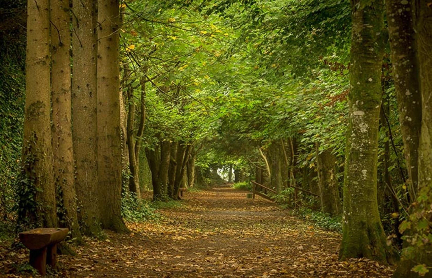 An image depicting the trail Jenkinstown Wood - Walled Garden Loop and its surrounding area.