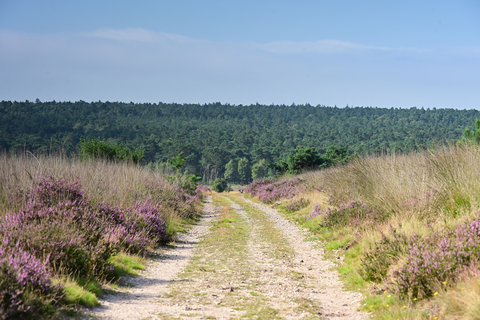 Heidebloem, De Pollen and Kompagnieberg Loop