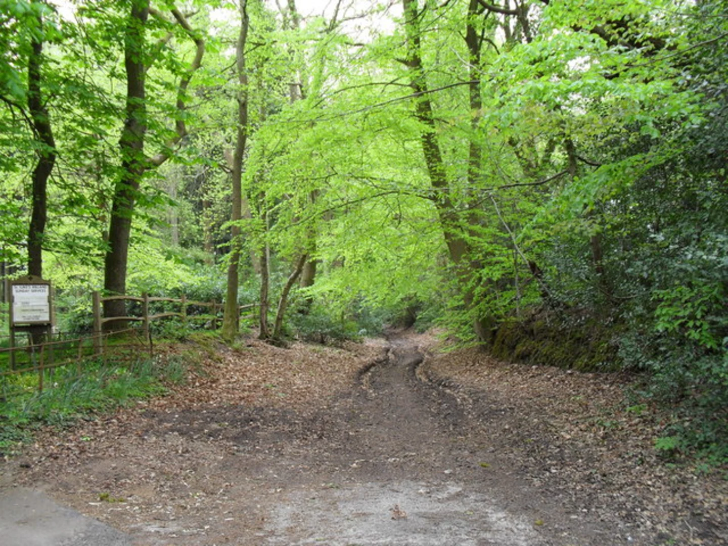 An image depicting the trail Liphook and Milland and its surrounding area.