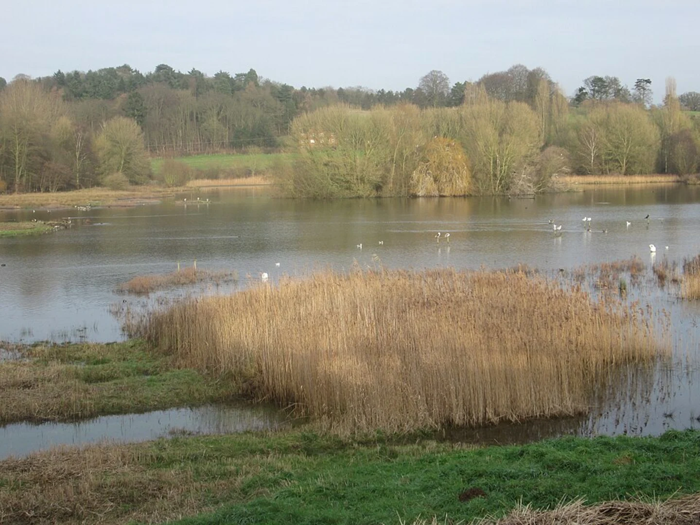 An image depicting the trail Amwell Nature Reservoir, Hardmead Lock and Ware Loop and its surrounding area.