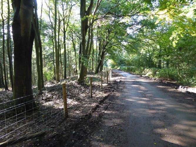 Dales Wood and Uffmoor Wood Loop