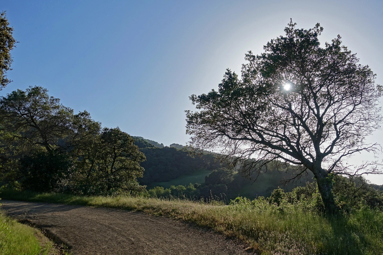 An image depicting the trail New Almaden and Randol Loop Trail and its surrounding area.