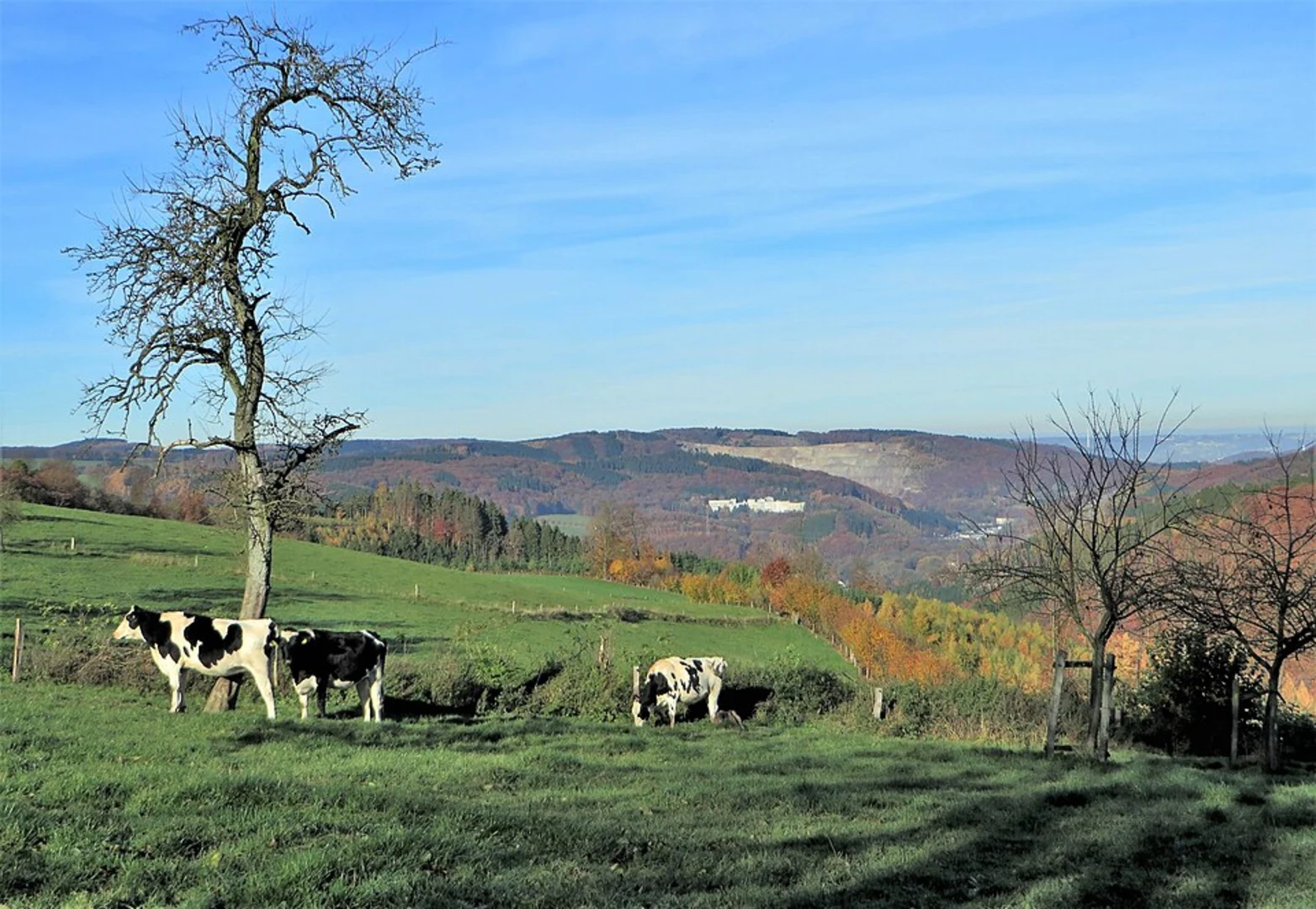 An image depicting the trail Dahler Hoehenring and Ambrocker Weg Loop and its surrounding area.