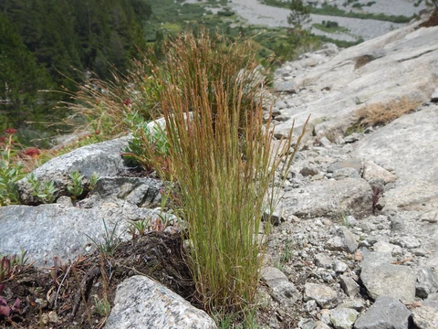 An image depicting the trail Baxter Pass Trail and its surrounding area.