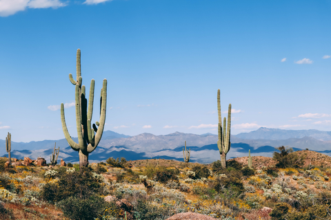 An image depicting the trail Lime Falls via Cactus Forest Trail and its surrounding area.