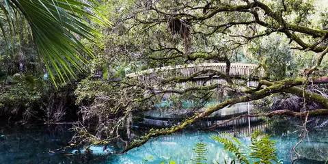An image depicting the trail Florida National Scenic Trail - Ocala and its surrounding area.