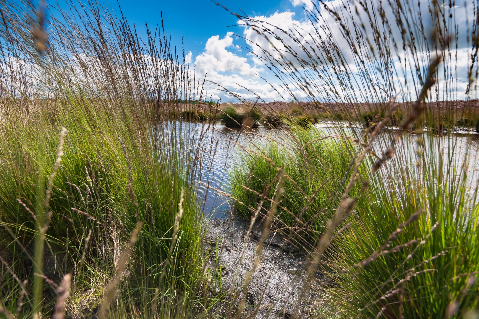 An image depicting the trail Heerderstrand and Tonnenberg Loop and its surrounding area.
