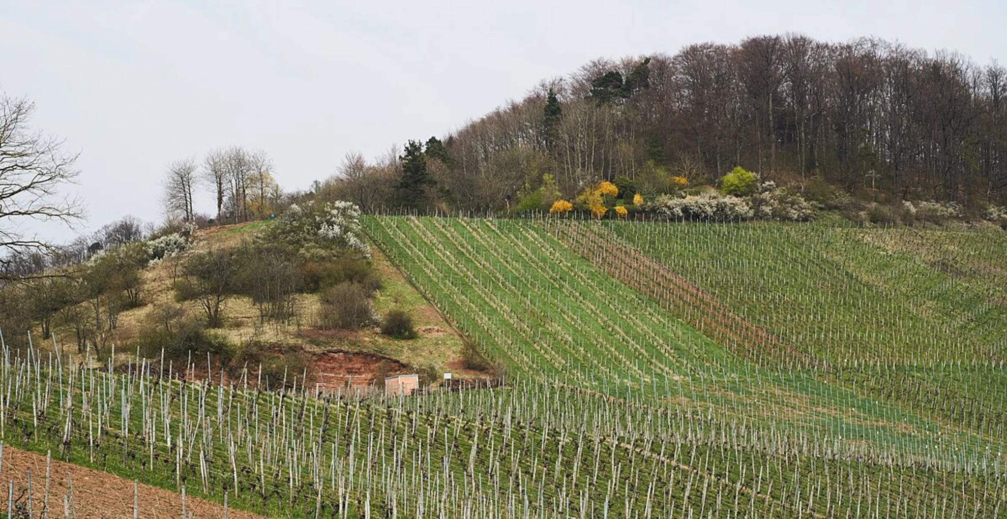 An image depicting the trail Hoernleskopf via Roßbergweg and Korber-Kopf-Weg and its surrounding area.