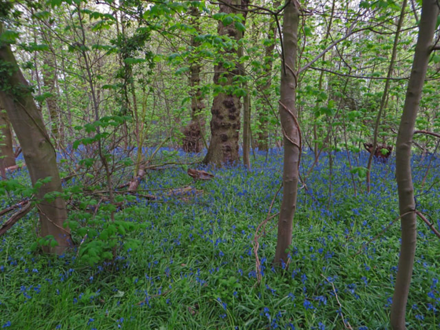An image depicting the trail Old Moor and High Hunsley Circuit and its surrounding area.