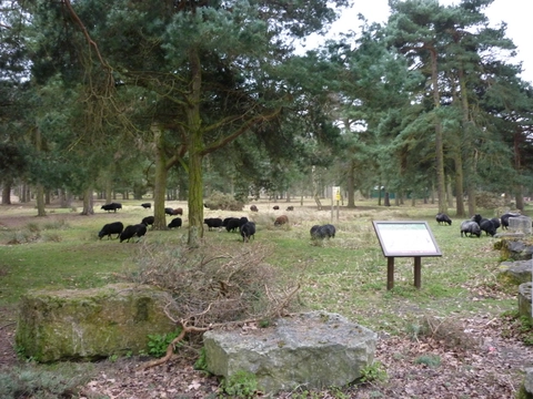 Strensall Training Area Loop