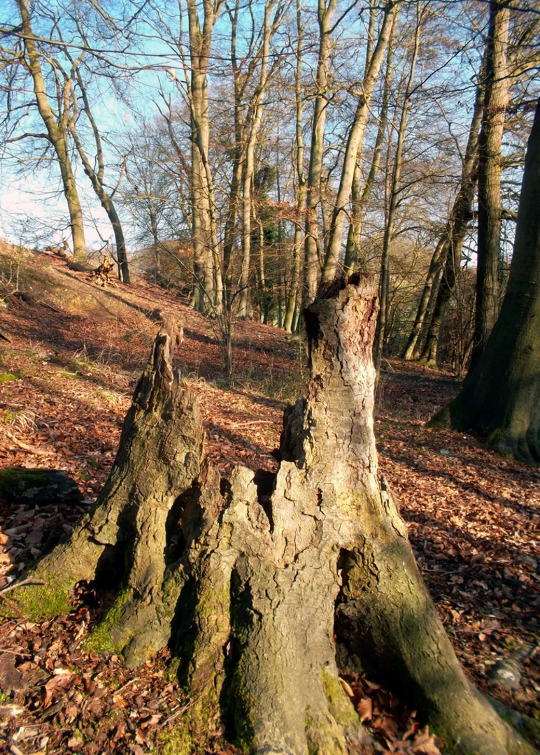 An image depicting the trail Goring on Thames to Gatehampton Loop and its surrounding area.