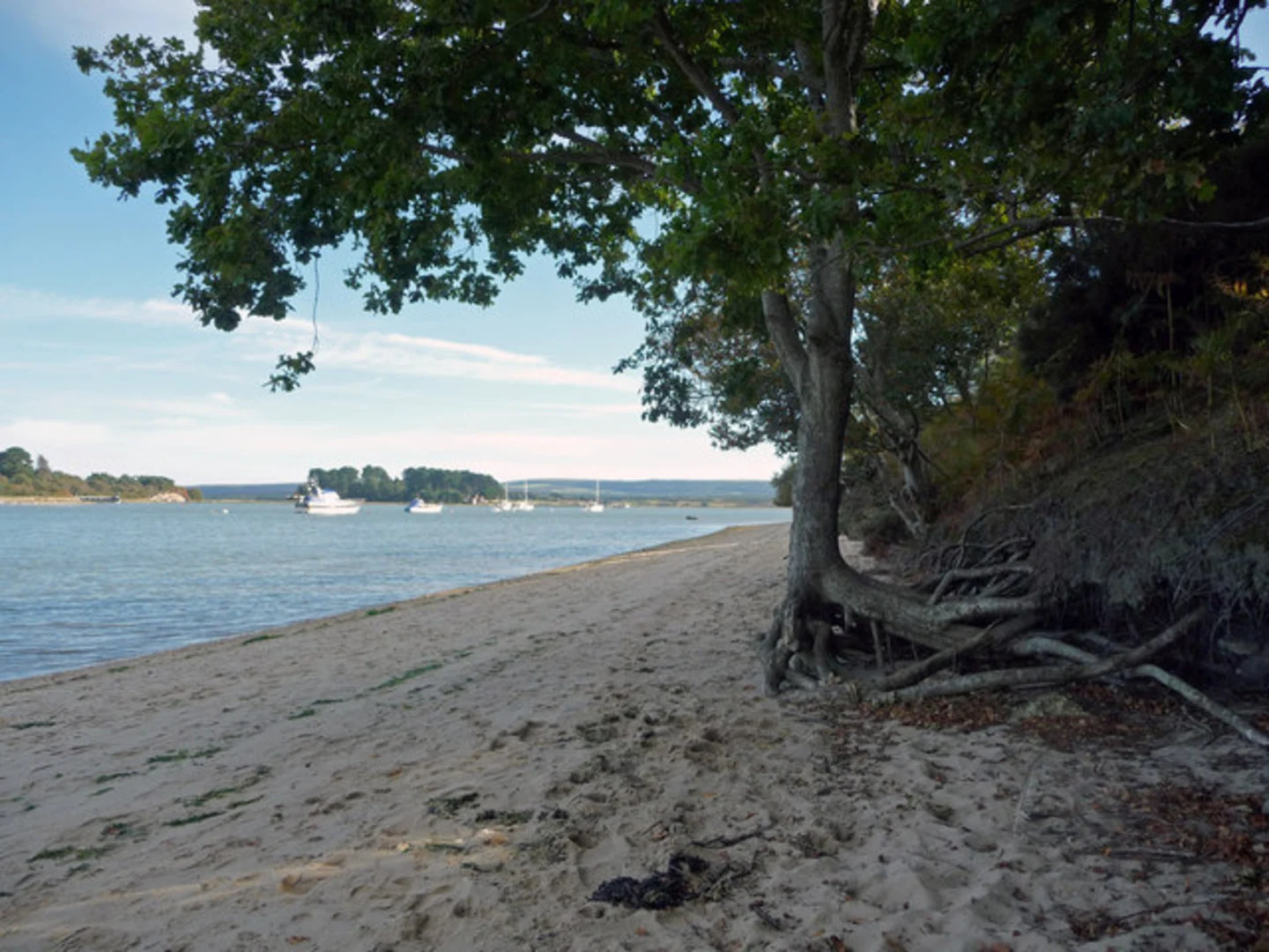 An image depicting the trail Shipstal Point and Dragonfly Pond Loop and its surrounding area.