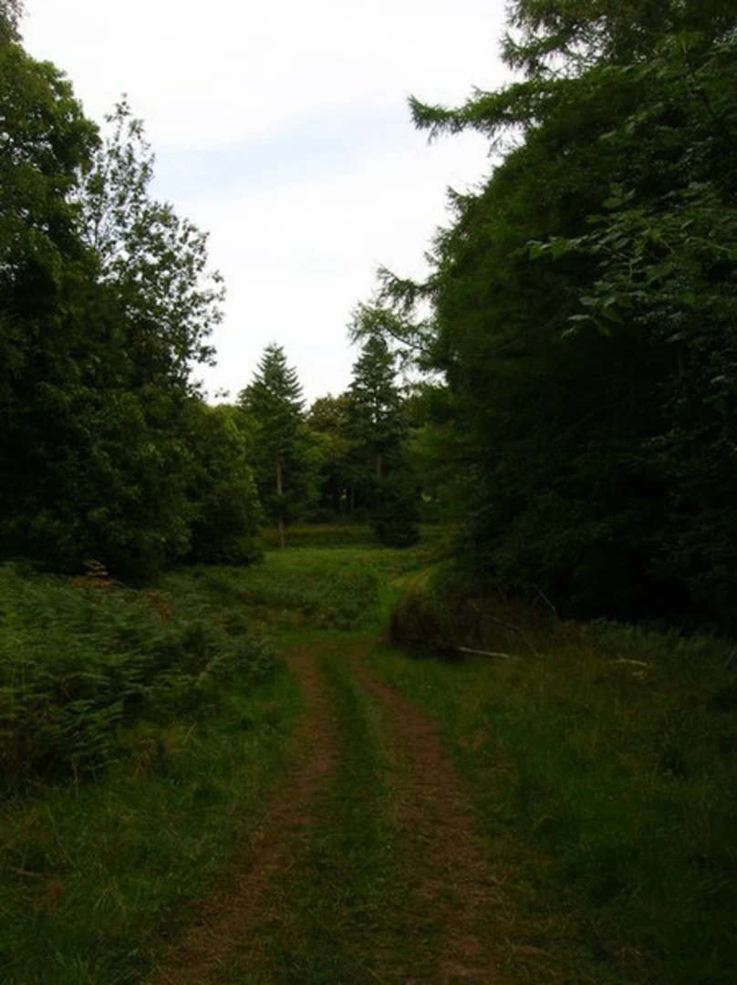 An image depicting the trail Houghton Wood and Slindon Loop and its surrounding area.