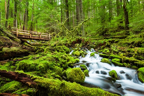 An image depicting the trail Sol Duc Falls Nature Trail and its surrounding area.