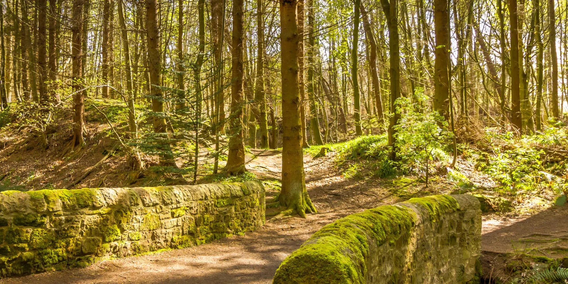 An image depicting the trail The Falkland Estate and its surrounding area.
