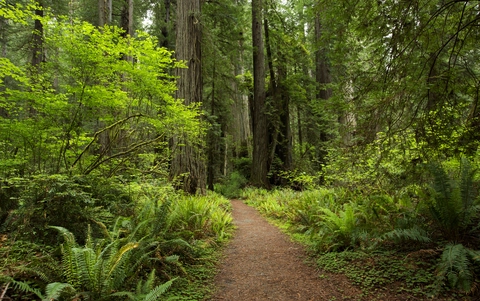 An image depicting the trail Stout Memorial Grove Trail and its surrounding area.