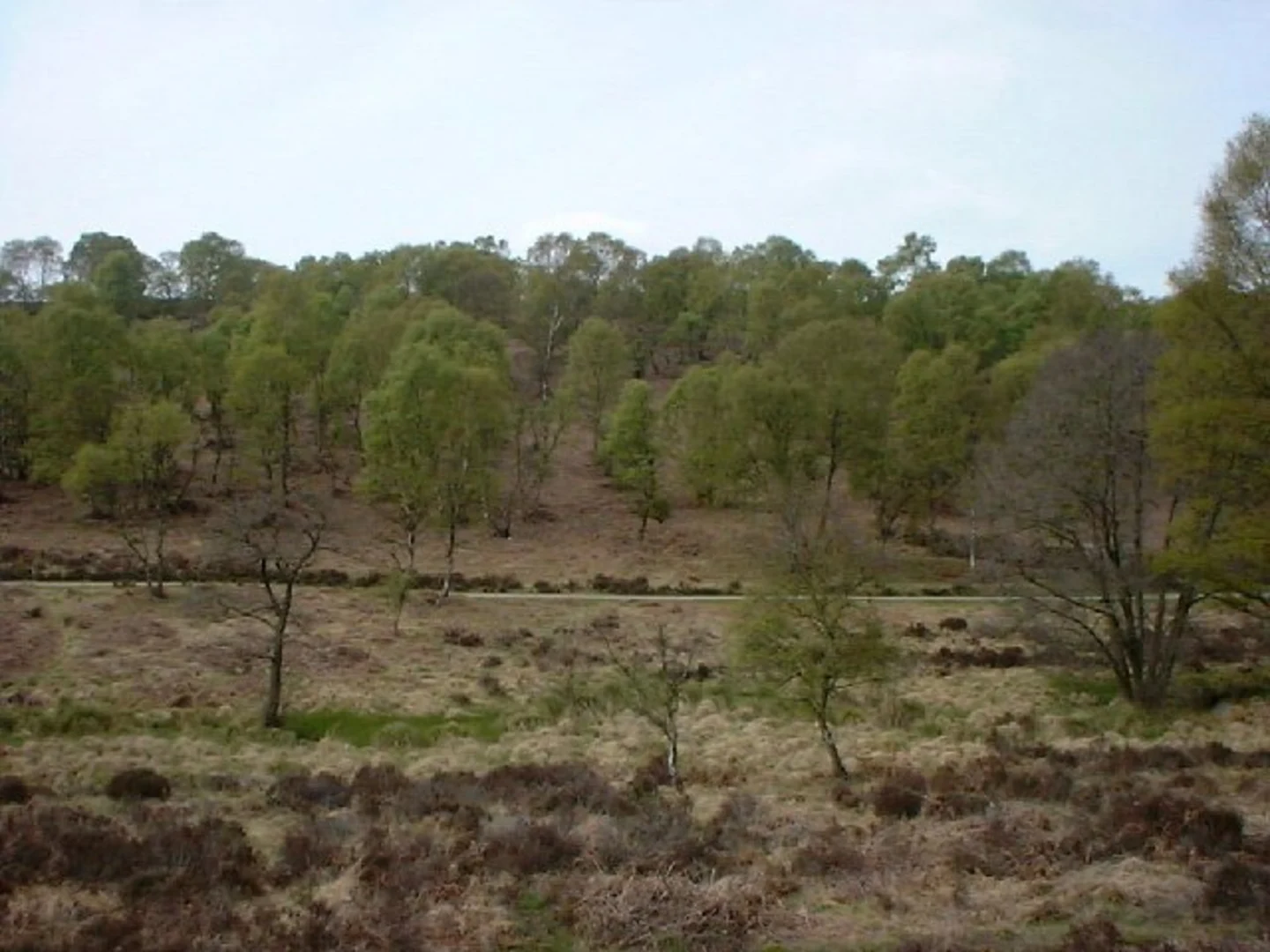 An image depicting the trail Sher Brook and its surrounding area.