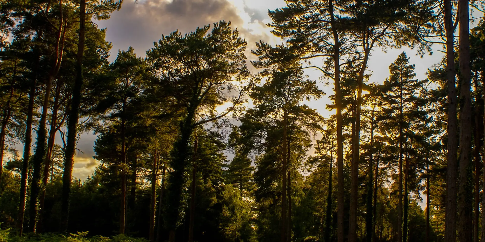An image depicting the trail RAF Beaulieu Walk from Hawkhill Inclosure and its surrounding area.