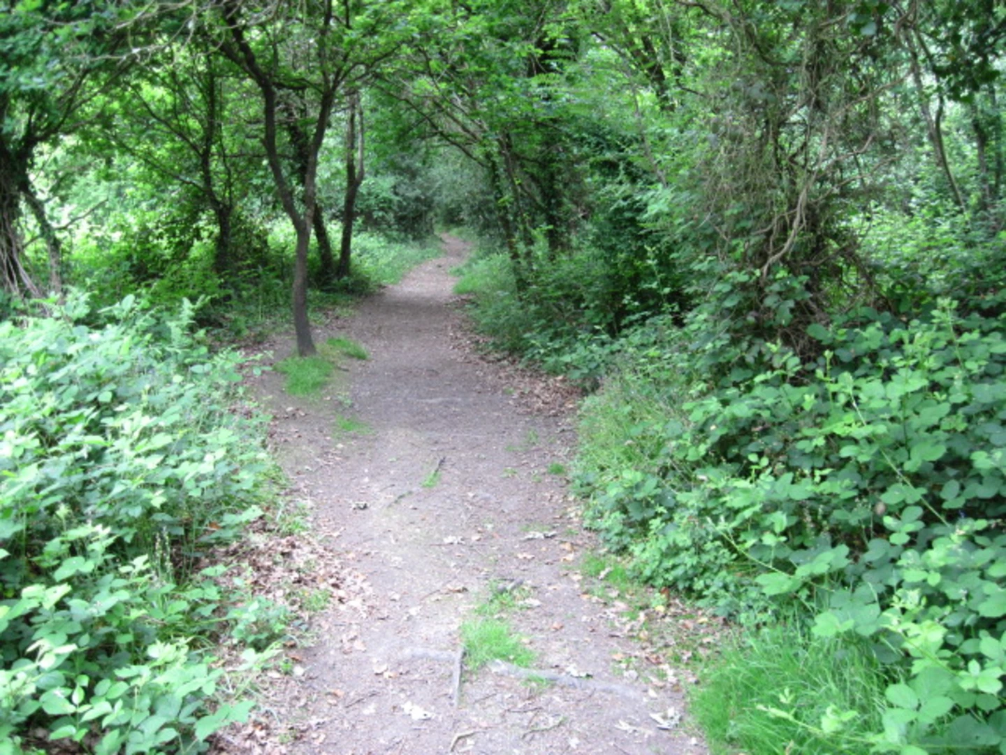An image depicting the trail Netley CIrcular Walk and its surrounding area.