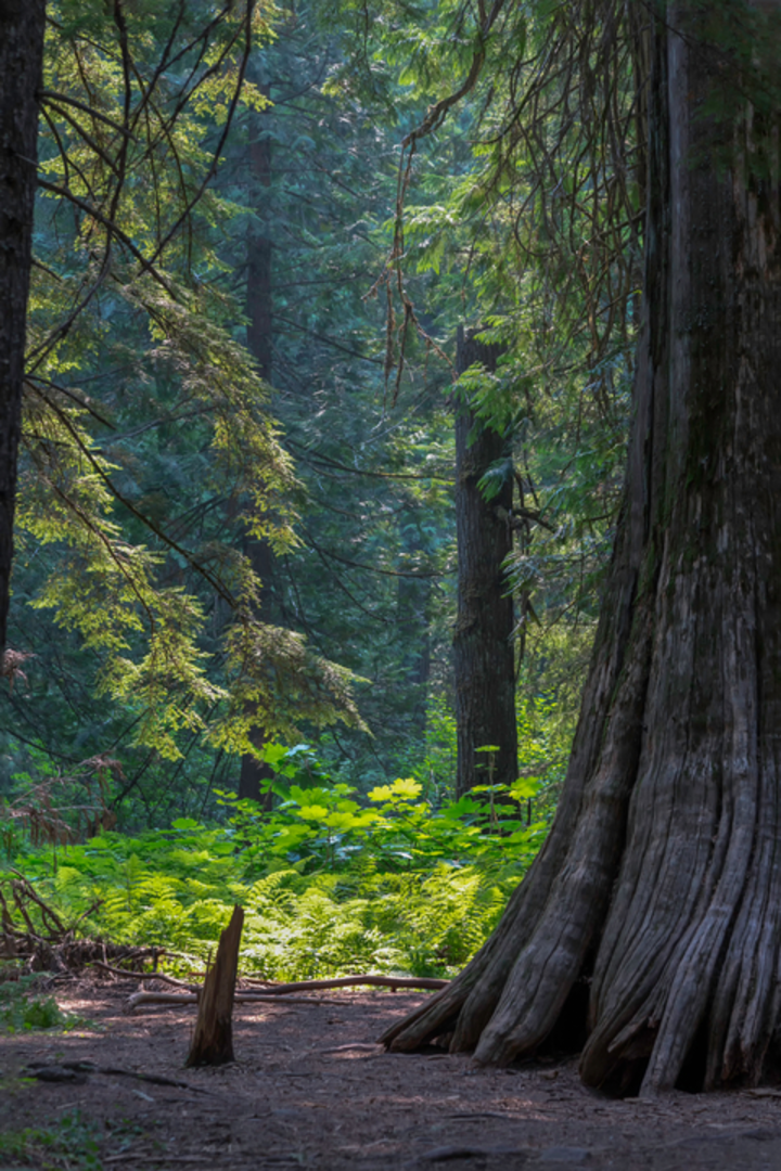 An image depicting the trail South Fork Ross Creek Trail and its surrounding area.