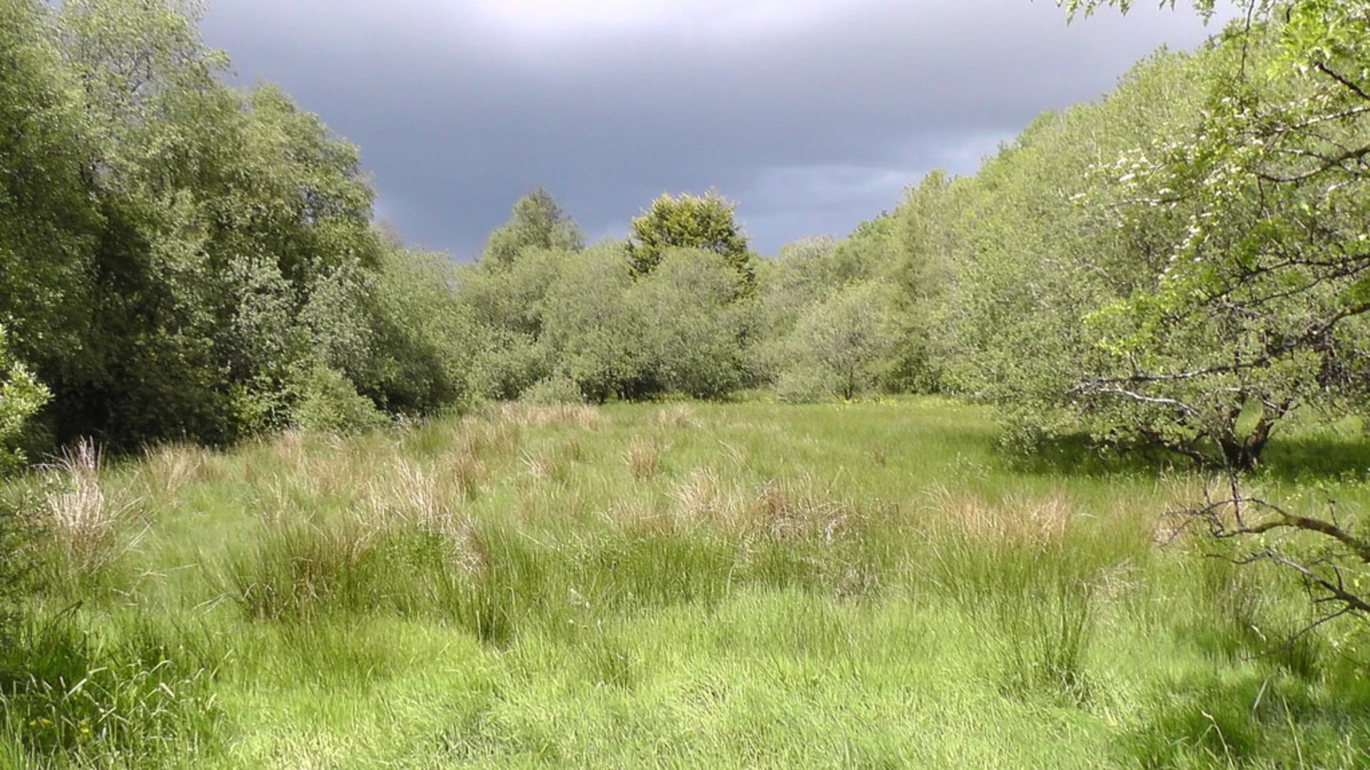 An image depicting the trail Carnagh Forest - Boundary Trail and its surrounding area.