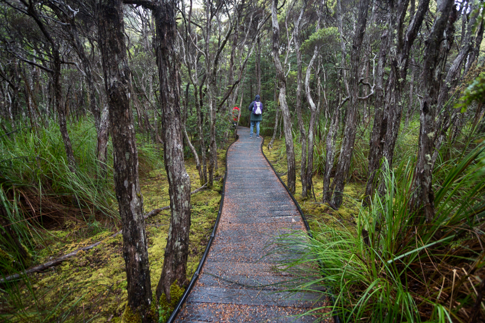 An image depicting the trail Wellington Creek Circuit and its surrounding area.