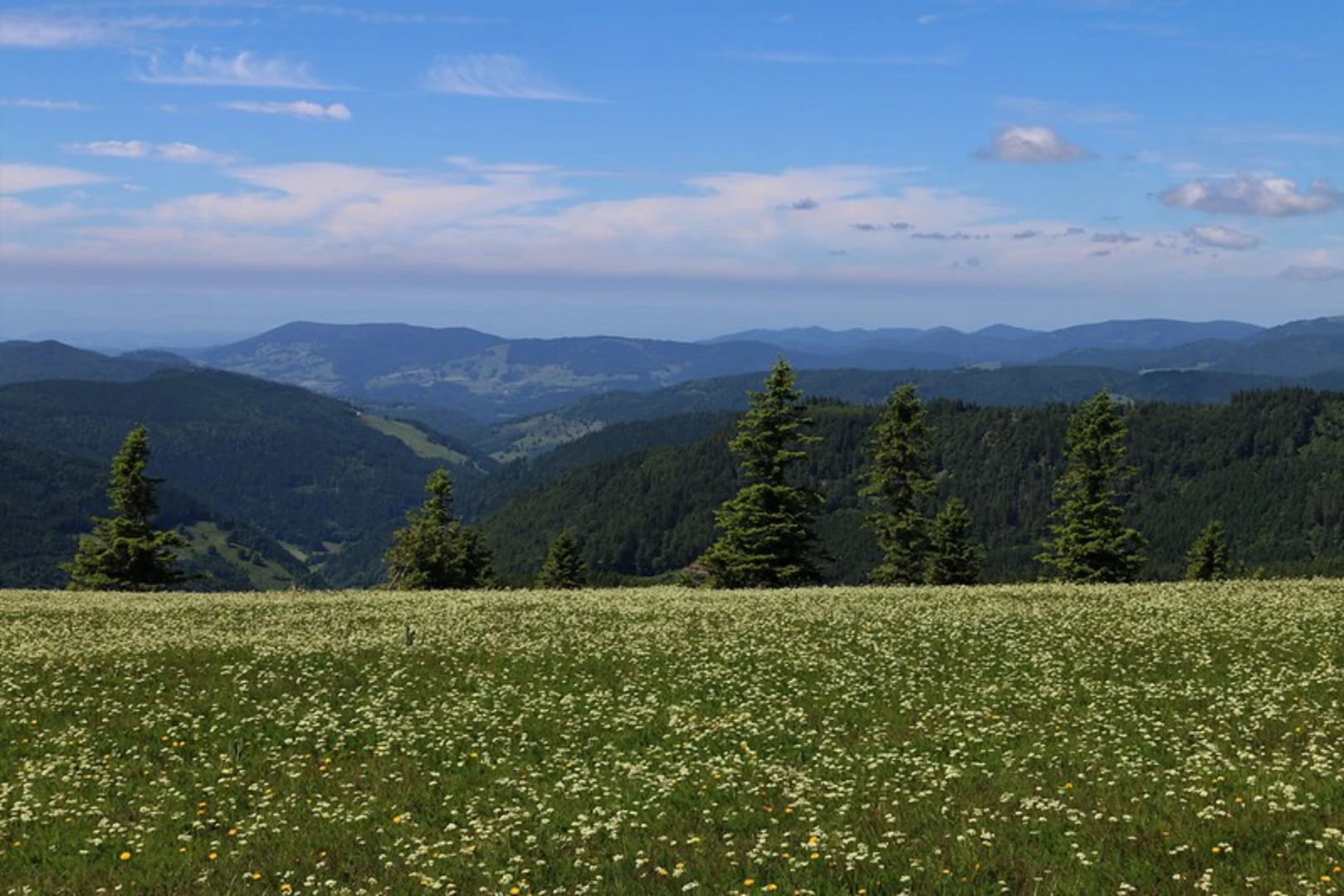 An image depicting the trail Feldberg via Grueblesattel - Wiesentalblick and Abzweig Fahl and its surrounding area.