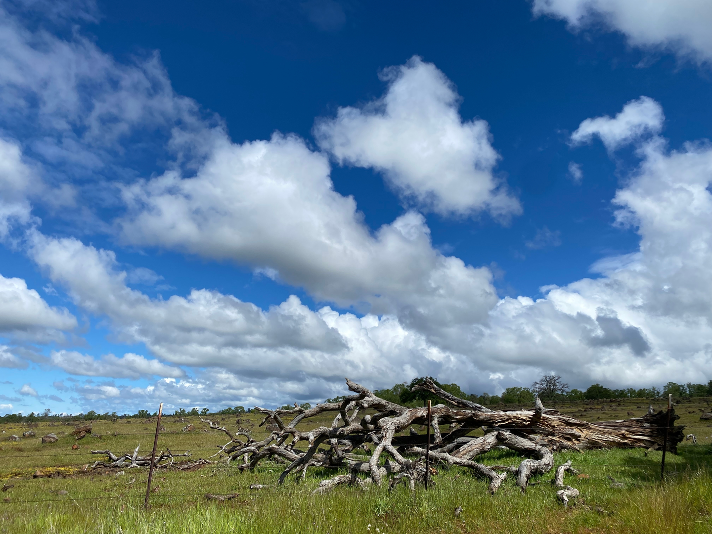 An image depicting the trail Big Chico Creek Loop - Peterson Memorial Way and its surrounding area.