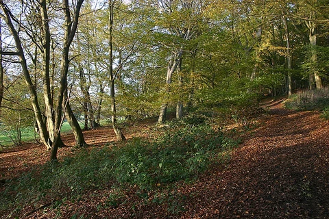 An image depicting the trail Side Hill Wood, Stony Hill and Mill Wood Loop and its surrounding area.