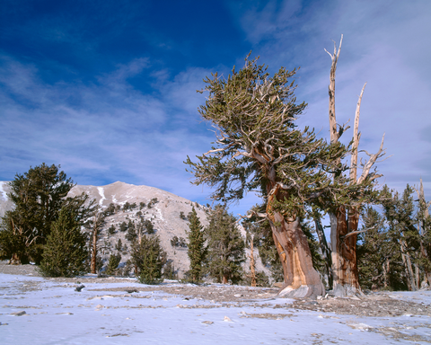 An image depicting the trail Patriarch Grove Trail and its surrounding area.