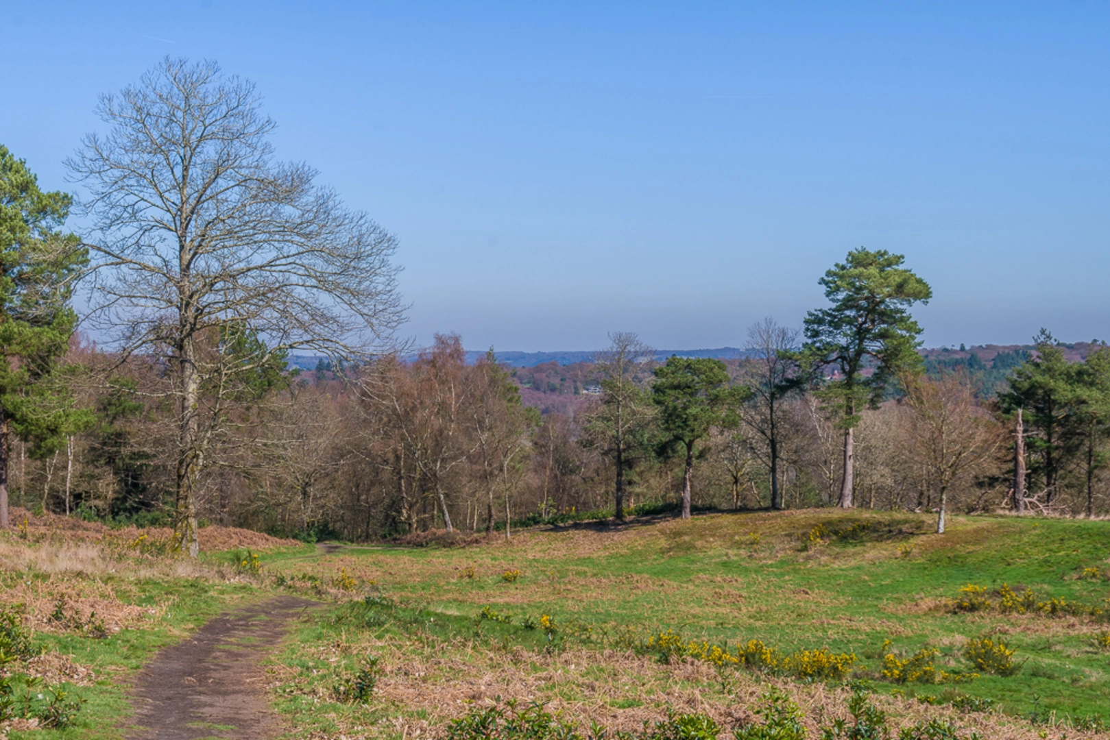 An image depicting the trail Holmbury Hill and Hurt Wood Loop and its surrounding area.
