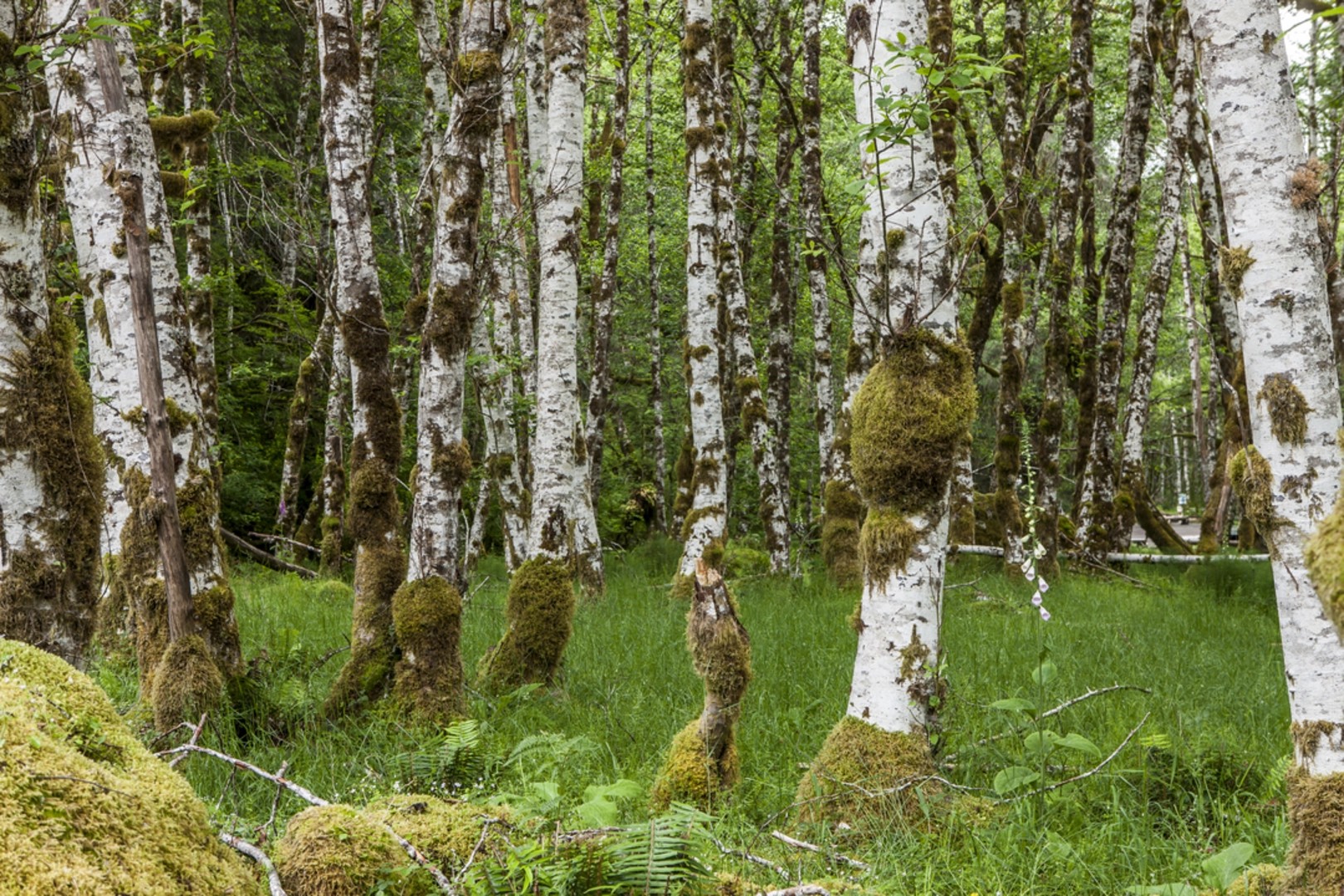 An image depicting the trail High Divide via Sol Duc Falls Nature Trail and its surrounding area.