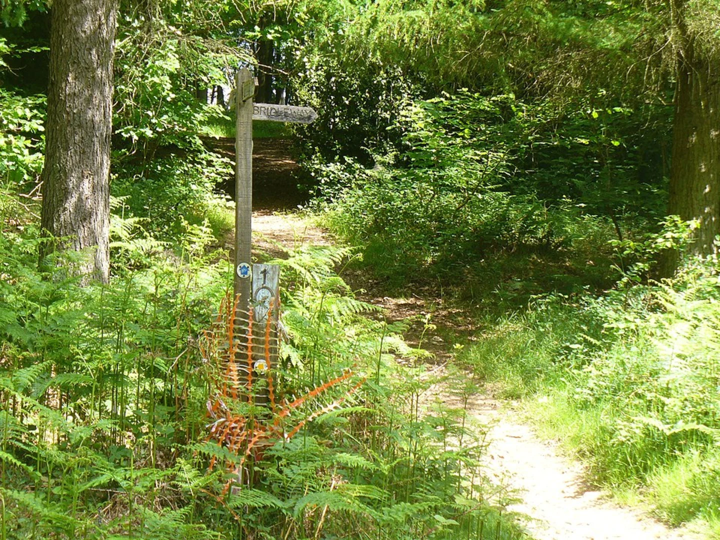 An image depicting the trail Chawton Park Wood Loop and its surrounding area.