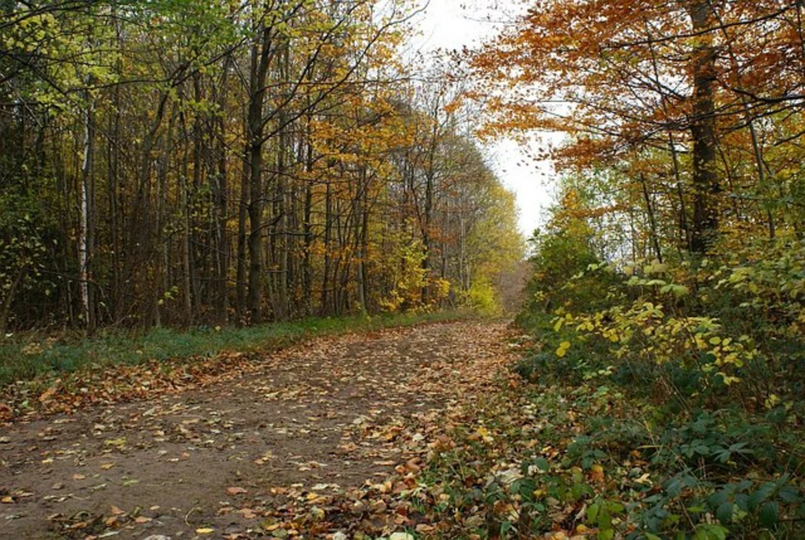 An image depicting the trail Whitwell Wood Long Loop and its surrounding area.