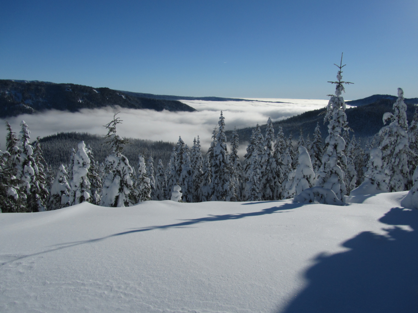 An image depicting the trail Barlow Creek Trail and its surrounding area.