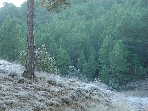 Path of the House of the Priest PR CU 105