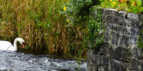 An image depicting the trail Cong Forest - Cong Nature Trail and its surrounding area.