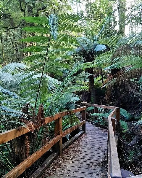 Myrtle Gully Circuit Track