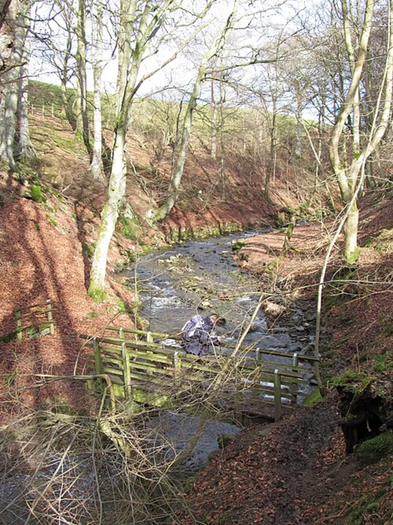 An image depicting the trail Stanhope Burn Geo Trail and its surrounding area.