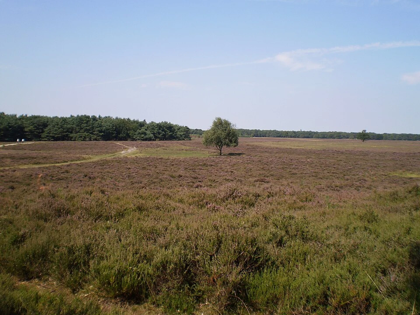 An image depicting the trail Aardjesberg and Bussummerheide Loop and its surrounding area.