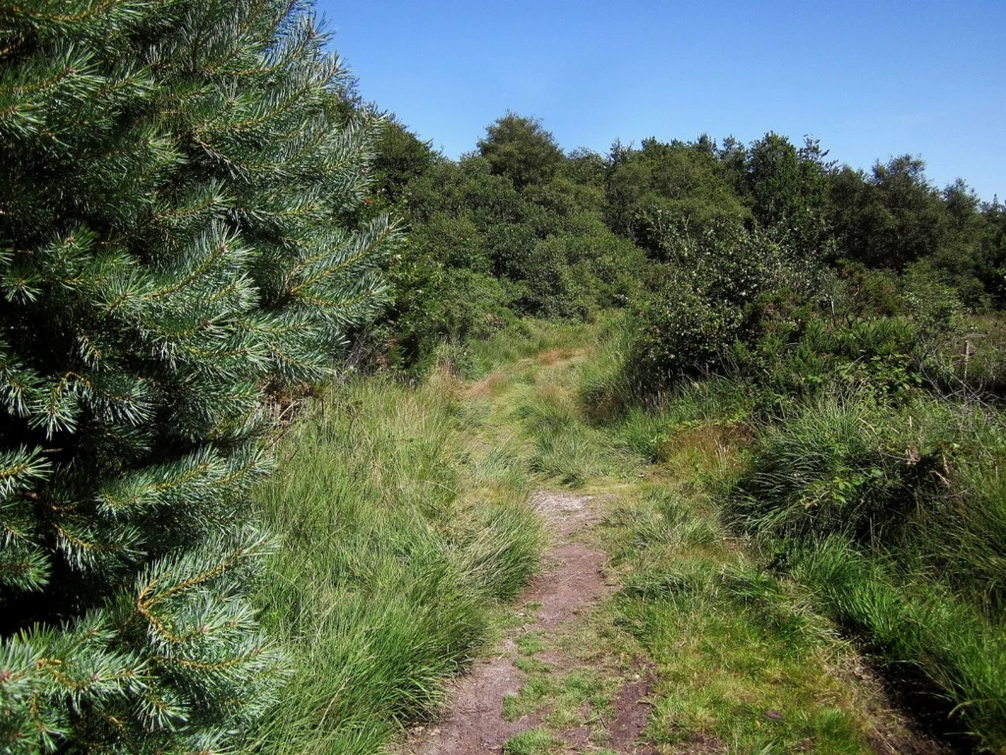 An image depicting the trail Axminster Loop and its surrounding area.