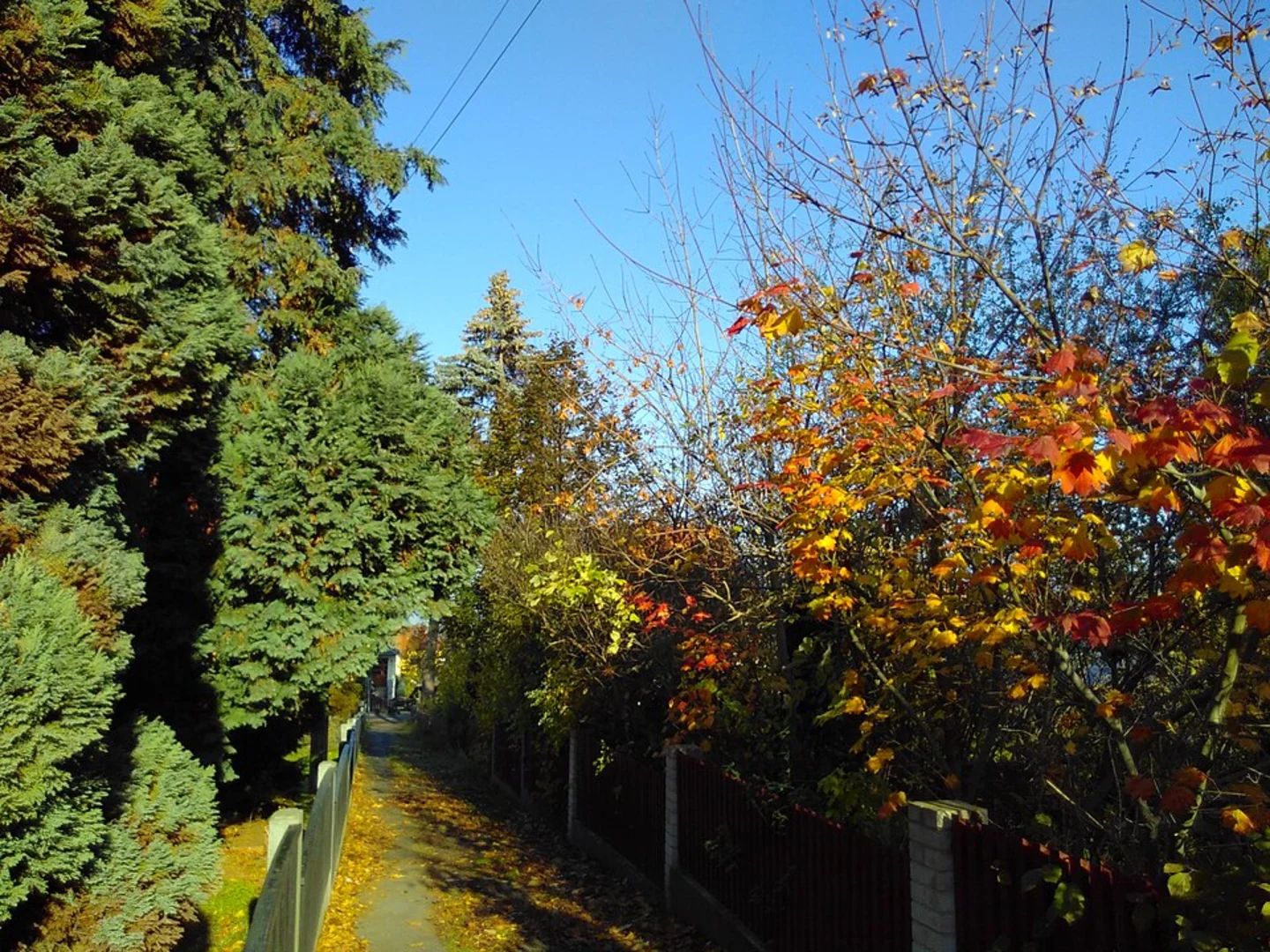 An image depicting the trail Jagdkopf Loop via Alter Wiedaer Hüttenweg and its surrounding area.